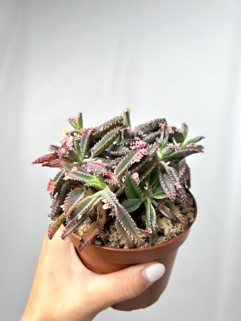 Kalanchoe Pink Butterfly