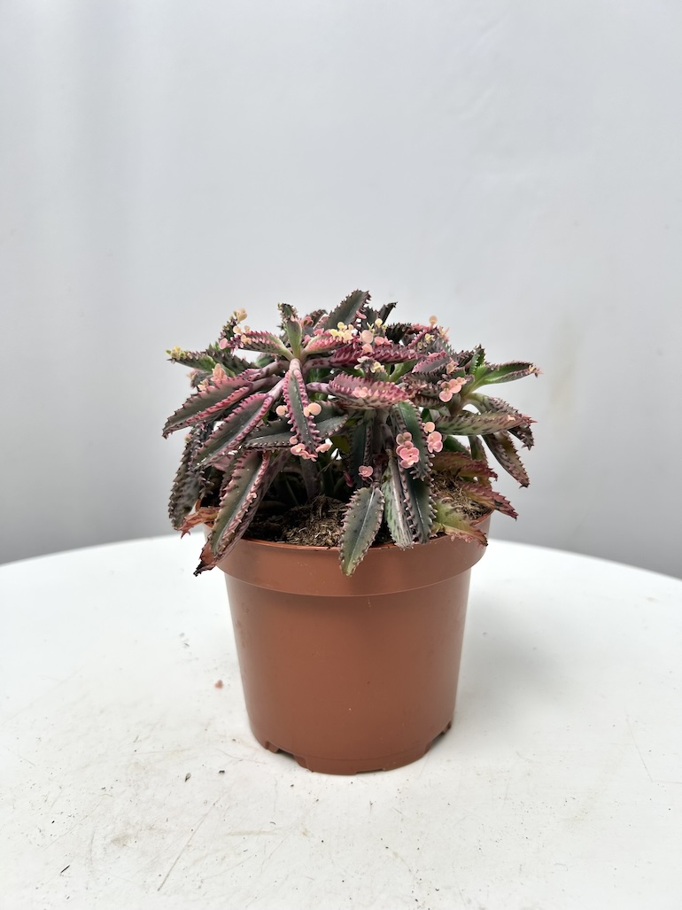 Kalanchoe Pink Butterfly