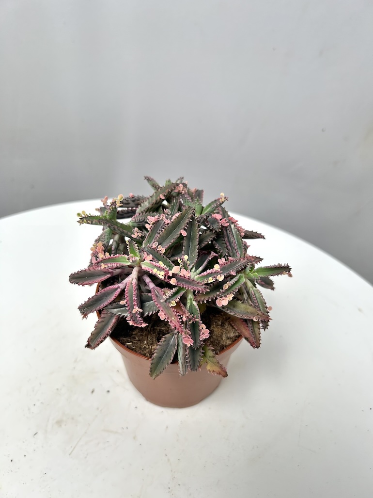 Kalanchoe Pink Butterfly