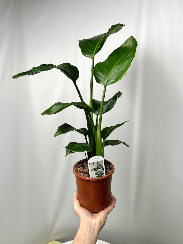 Strelitzia Nicolai