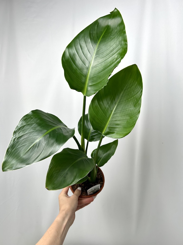 Strelitzia Nicolai