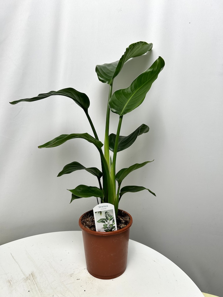 Strelitzia Nicolai