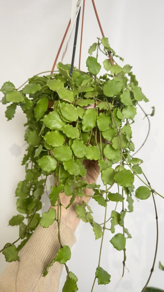 Hoya Endauensis