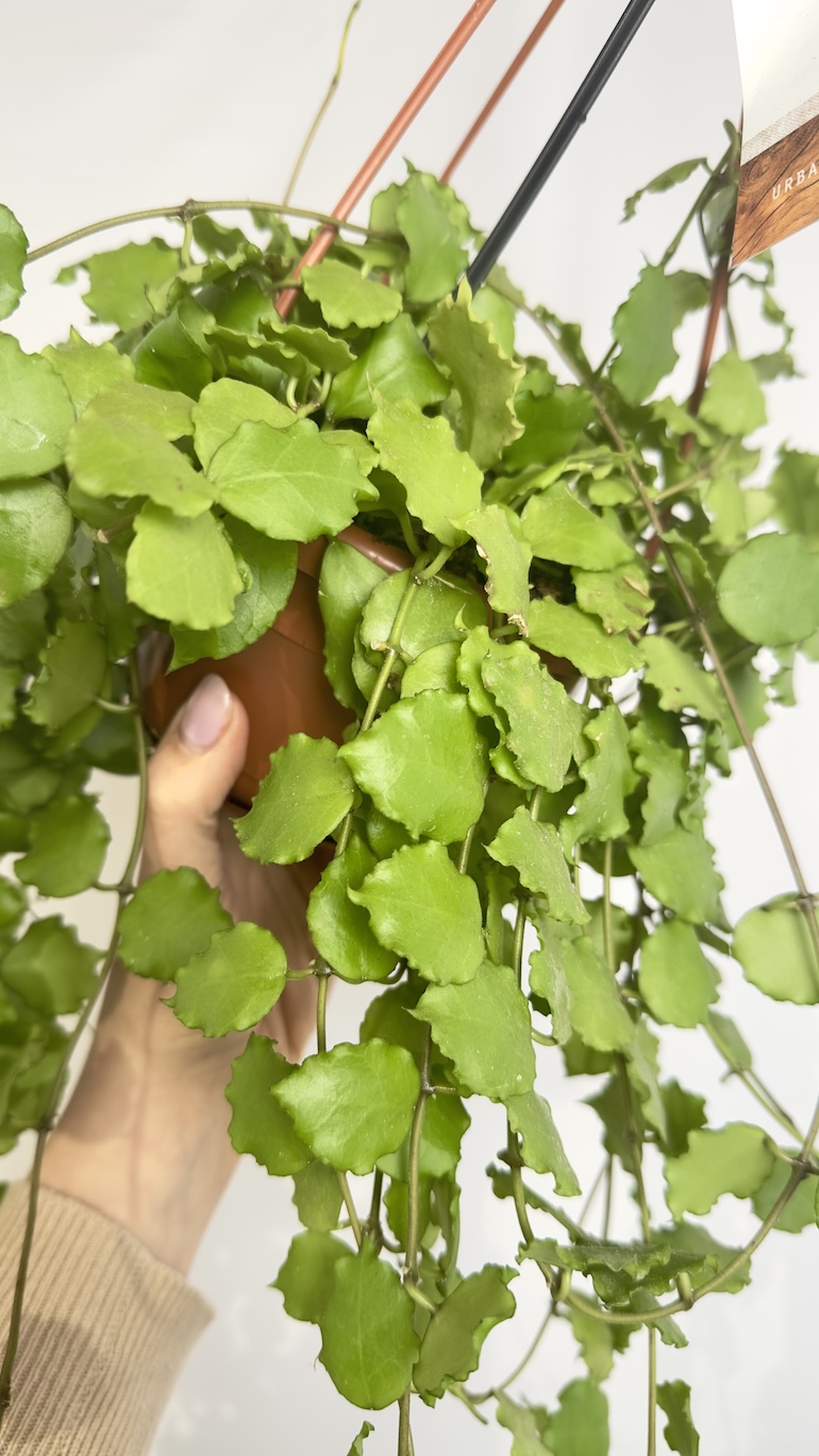 Hoya Endauensis