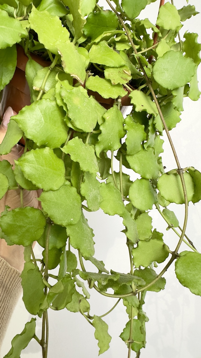 Hoya Endauensis