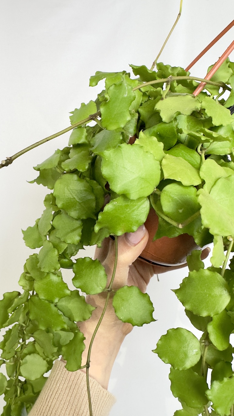 Hoya Endauensis