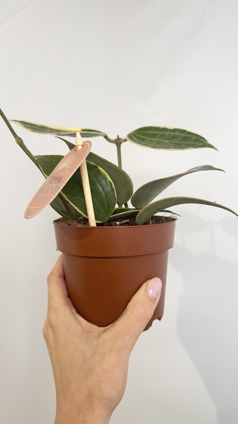 Hoya Albo Star of Bali