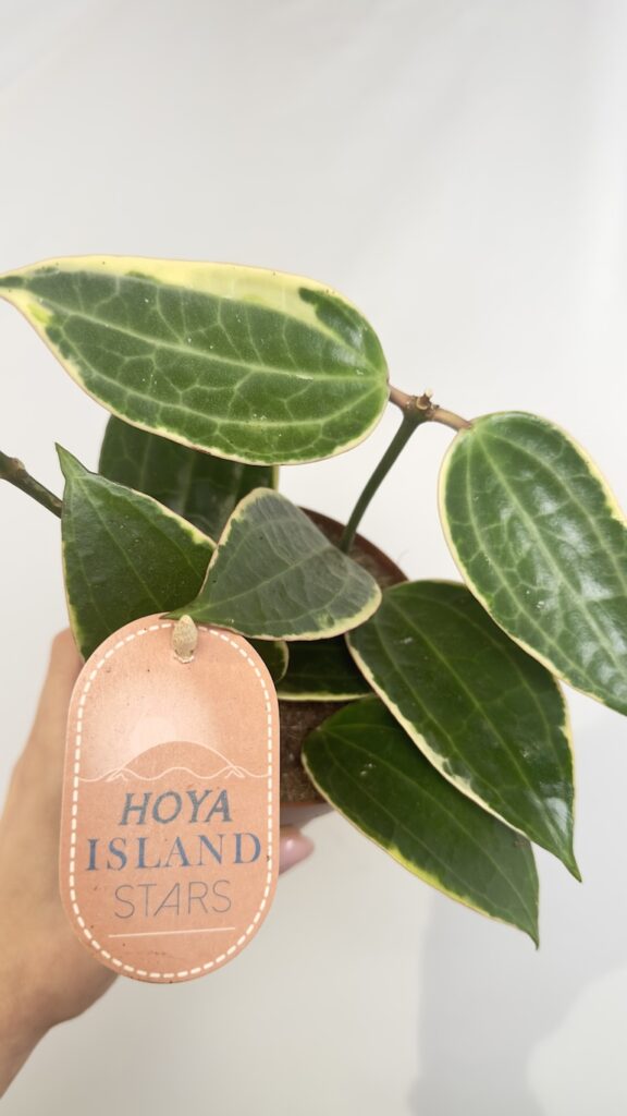Hoya Albo Star of Bali