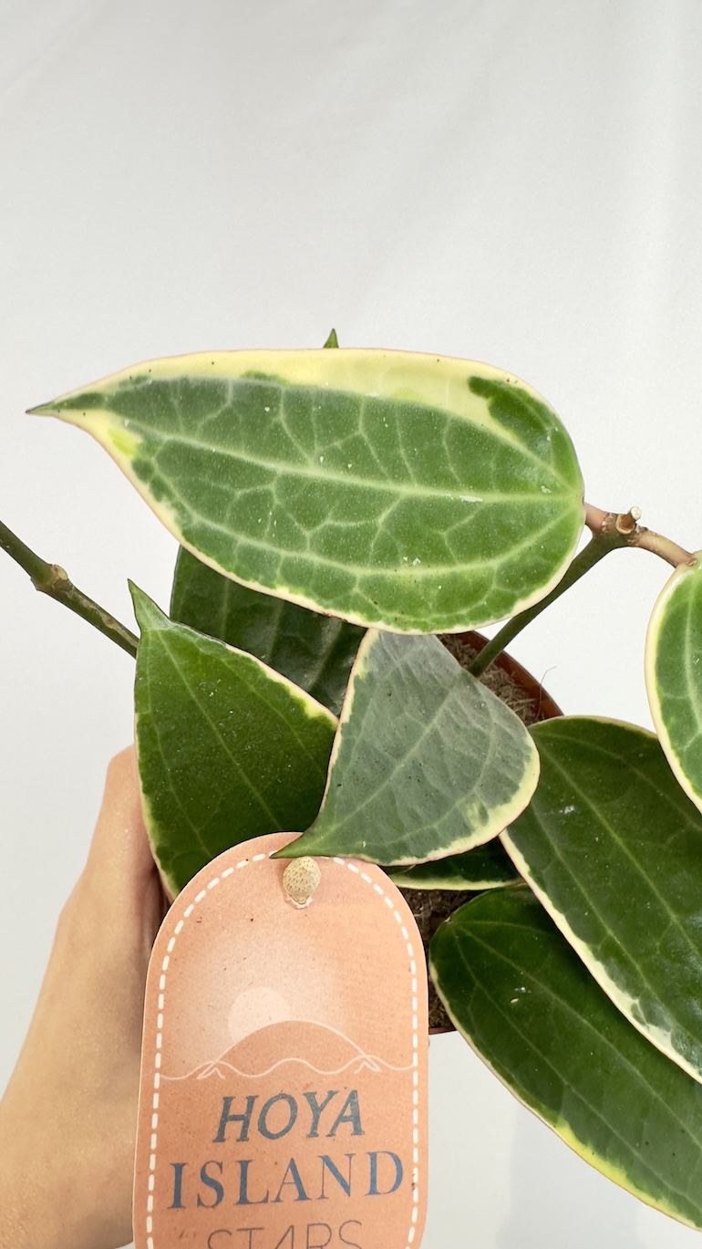 Hoya Albo Star of Bali