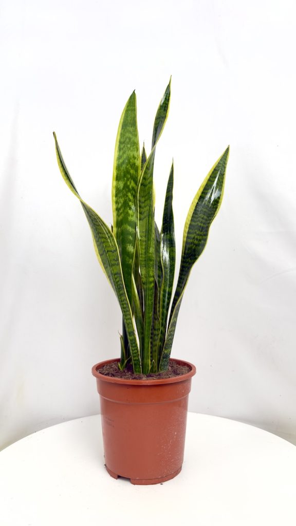 Sansevieria Laurentii