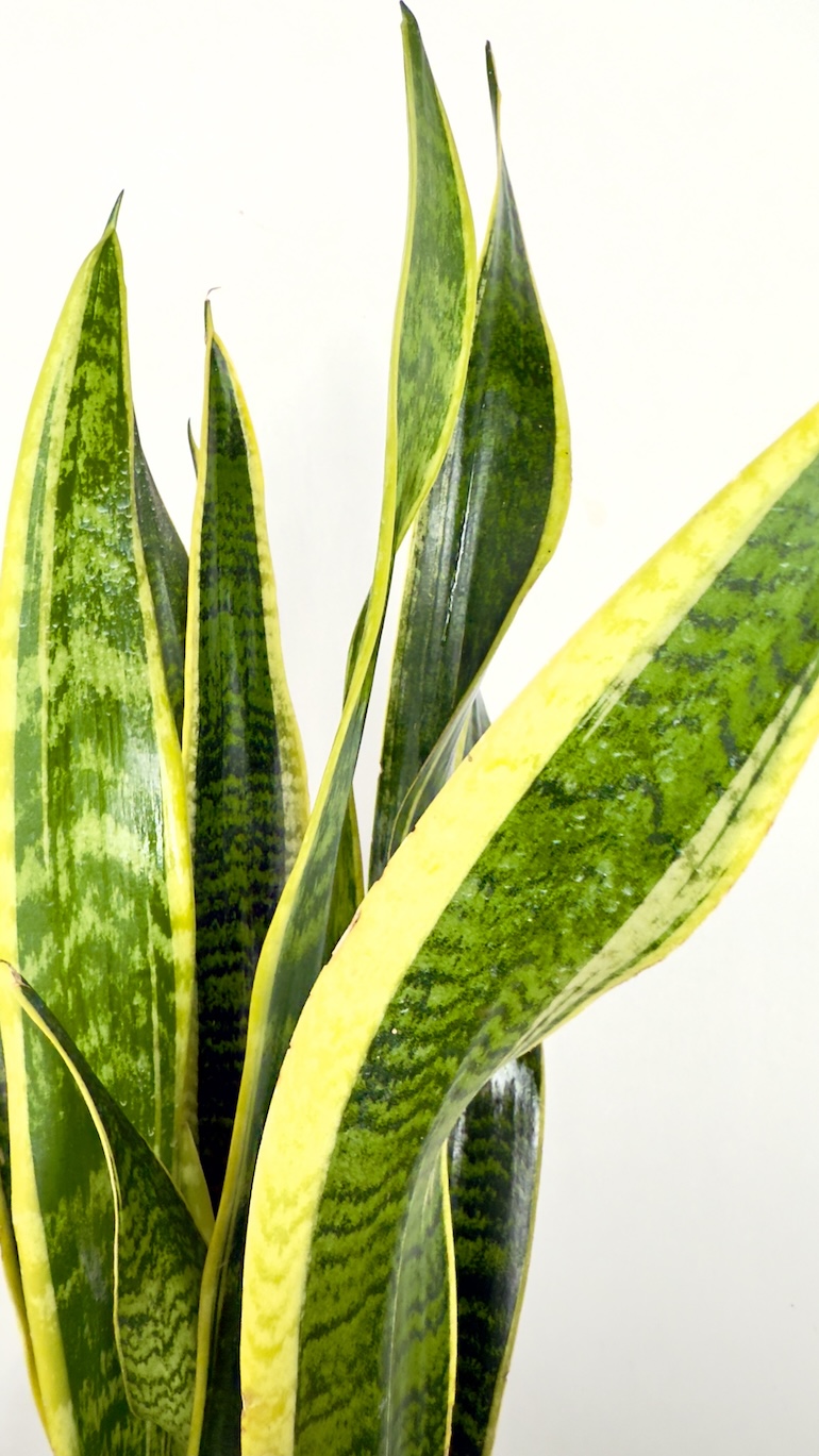 Sansevieria Laurentii