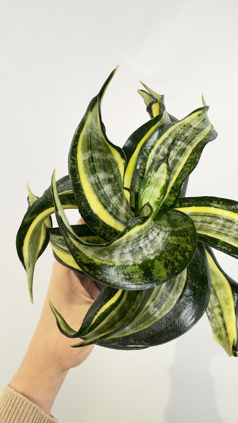 Sansevieria trif. Hahnii Curly Spiral