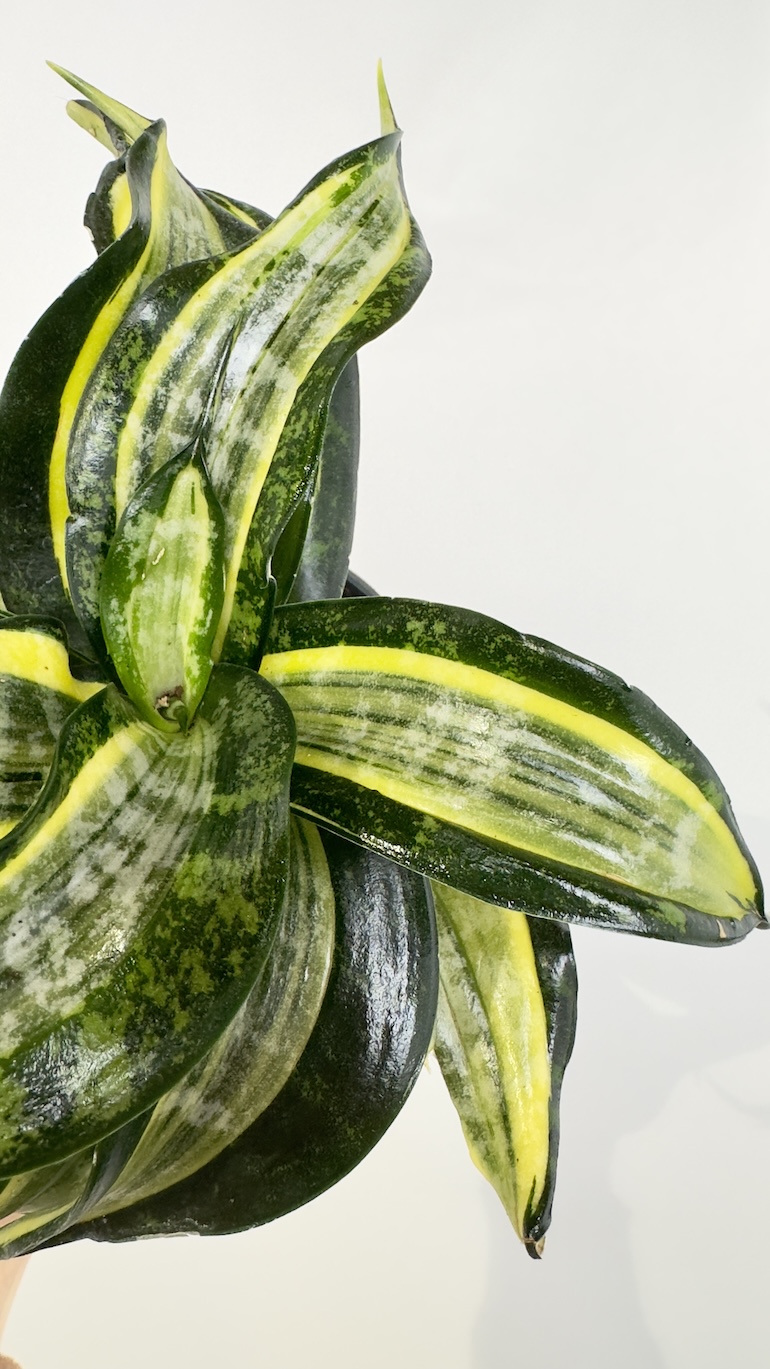 Sansevieria trif. Hahnii Curly Spiral