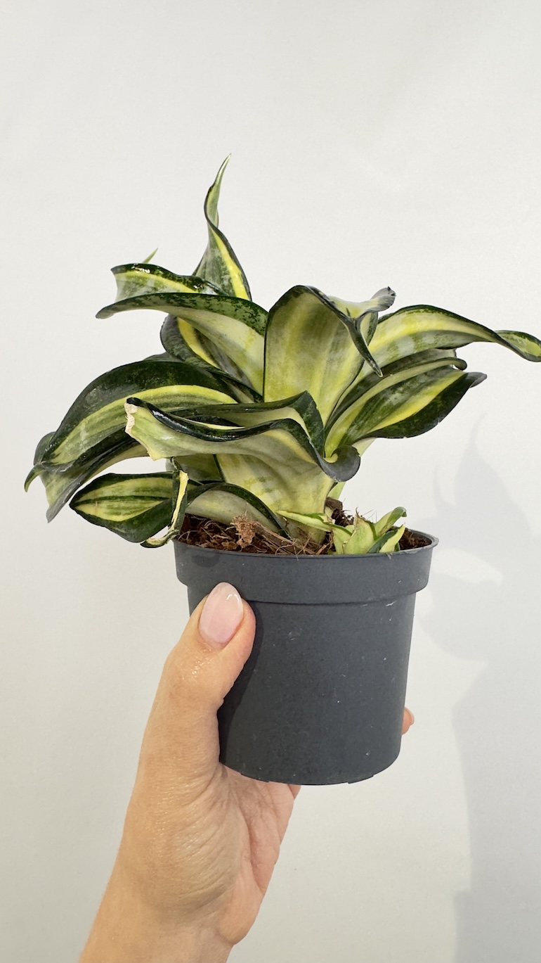Sansevieria trif. Hahnii Curly Spiral