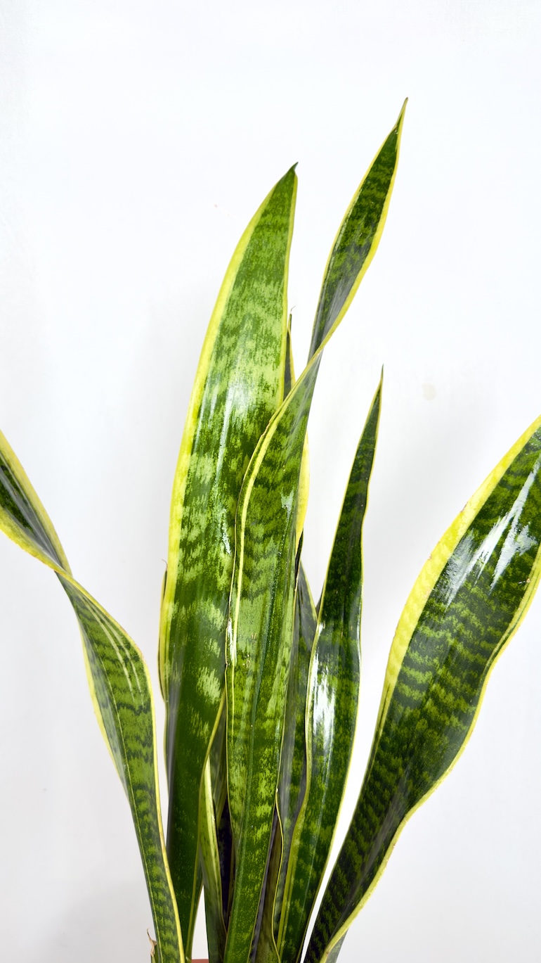 Sansevieria Laurentii