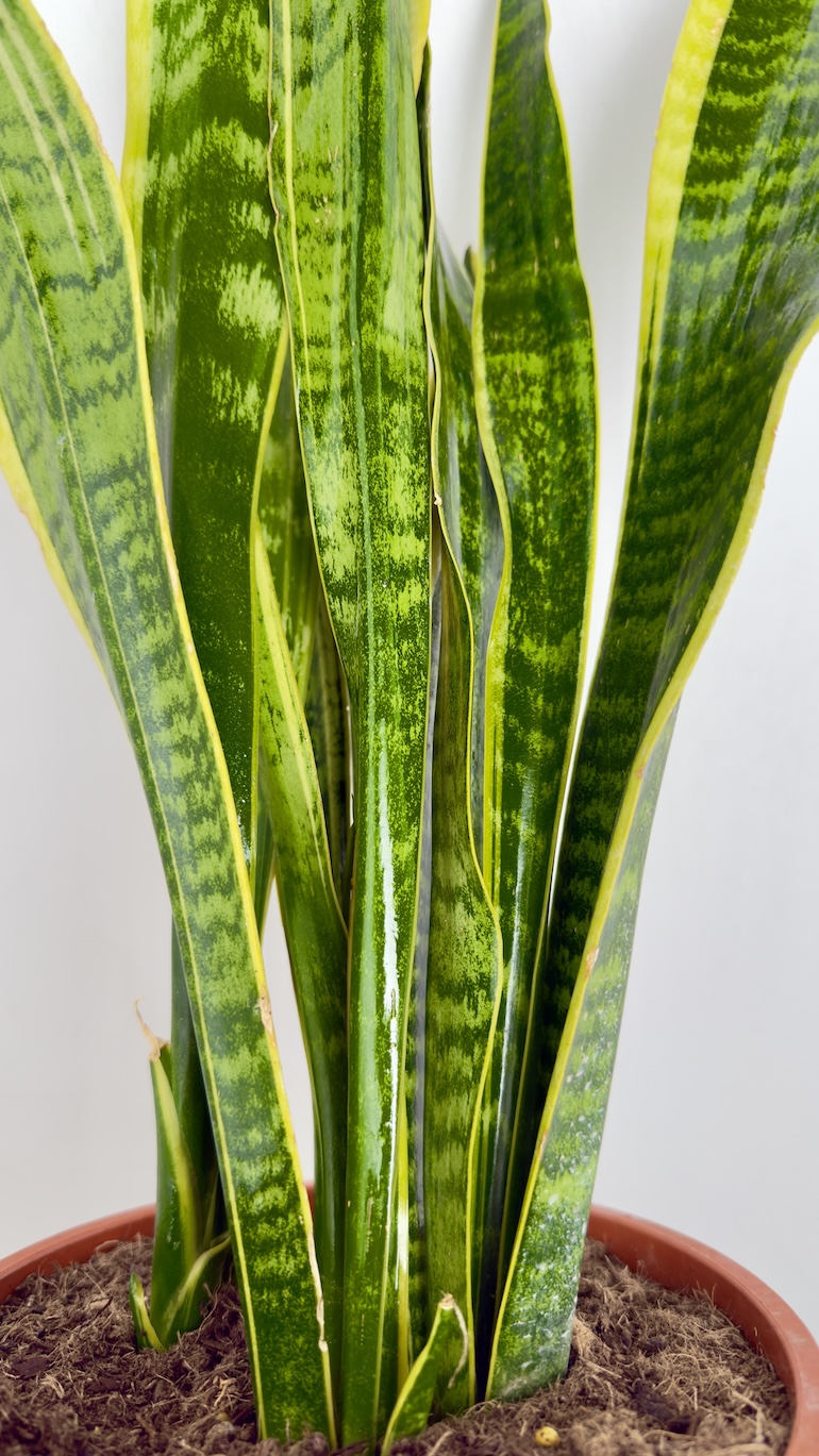 Sansevieria Laurentii