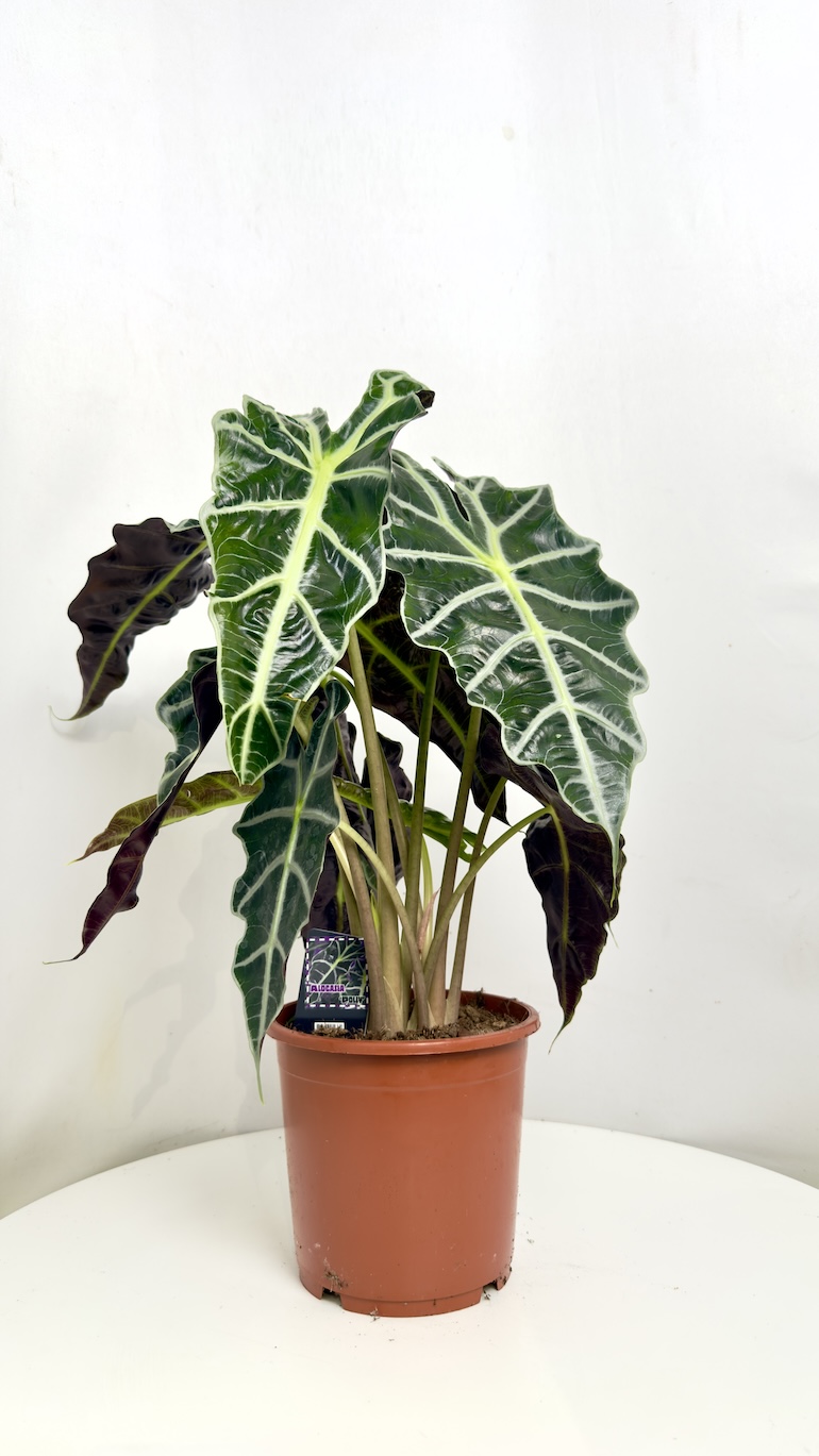 Alocasia Polly Amazonica