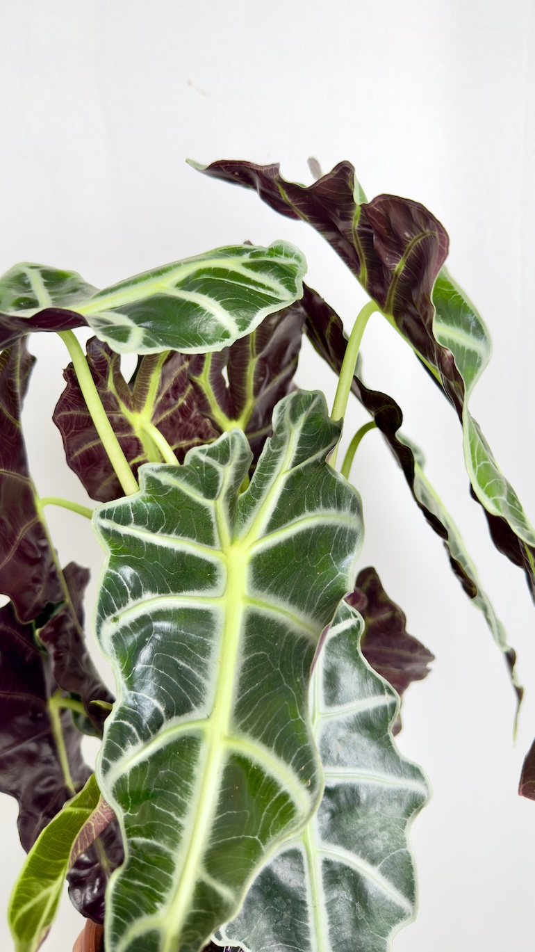 Alocasia Polly Amazonica
