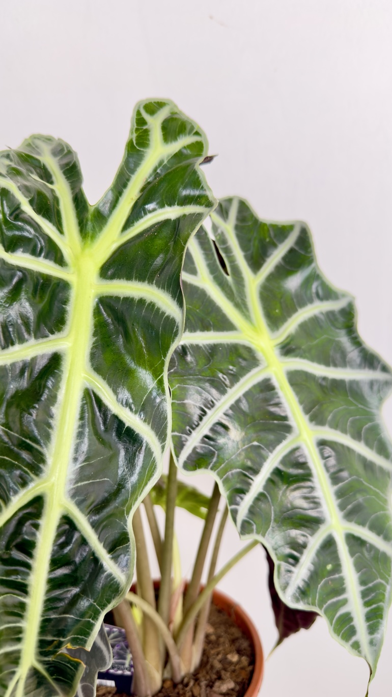 Alocasia Polly Amazonica