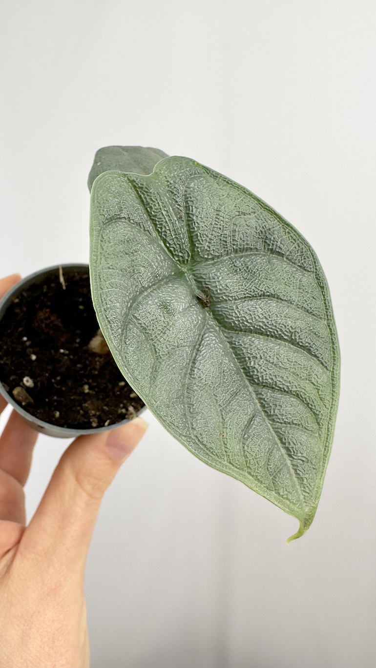 Alocasia Melo