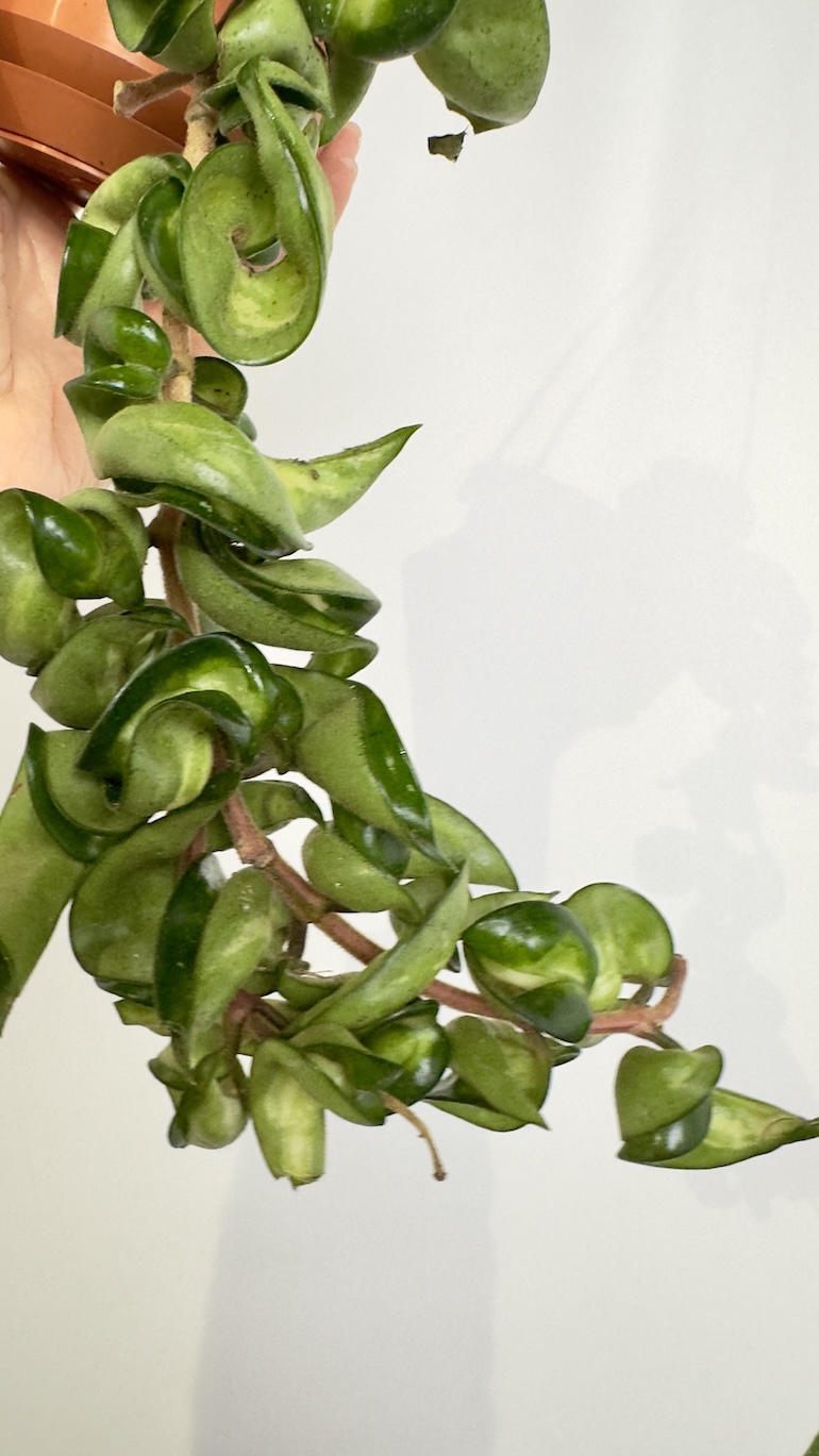 Hoya Mauna Loa