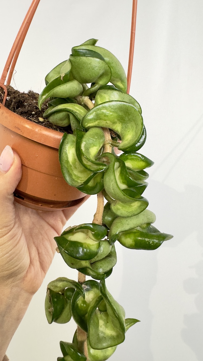 Hoya Mauna Loa
