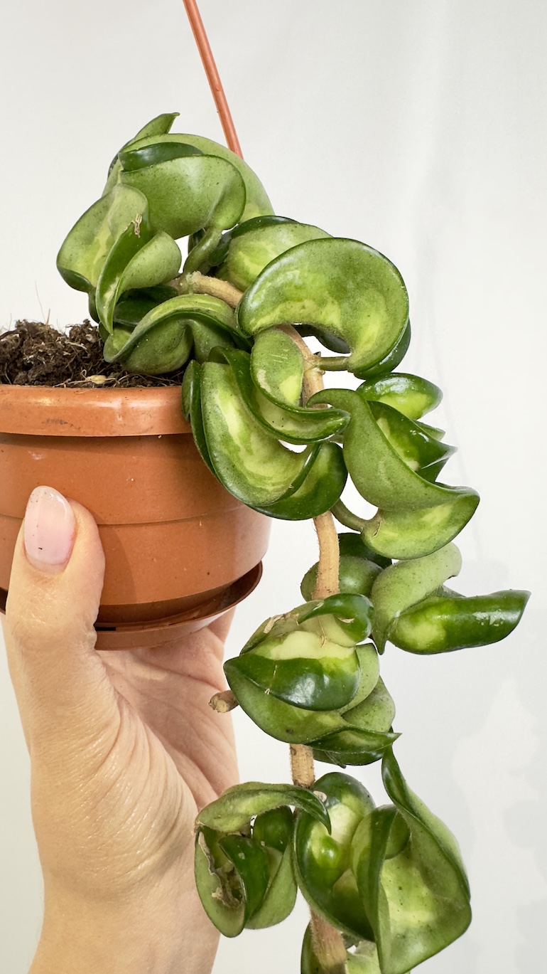 Hoya Mauna Loa | 6 Liści