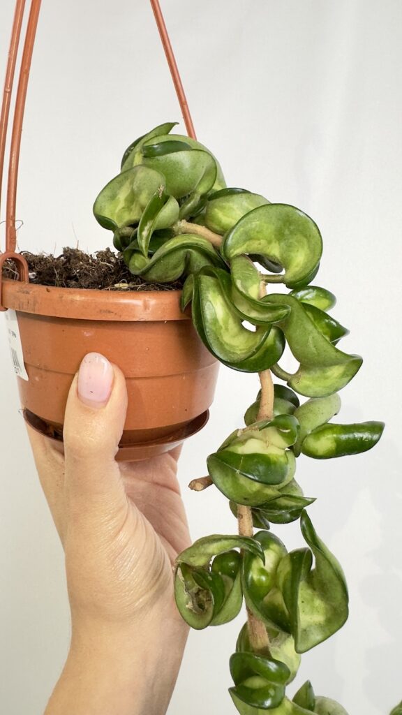 Hoya Mauna Loa
