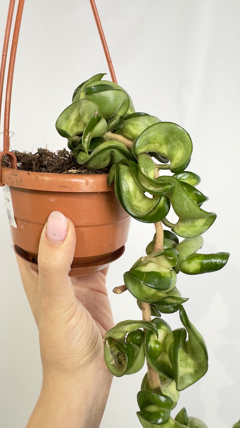 Hoya Mauna Loa