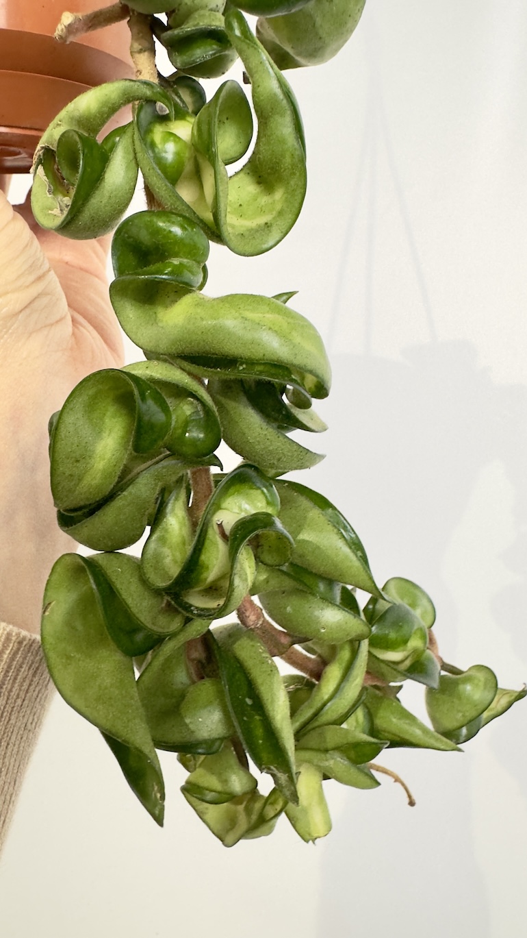 Hoya Mauna Loa