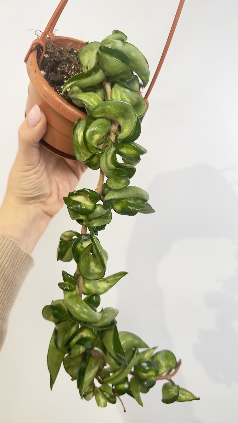 Hoya Mauna Loa
