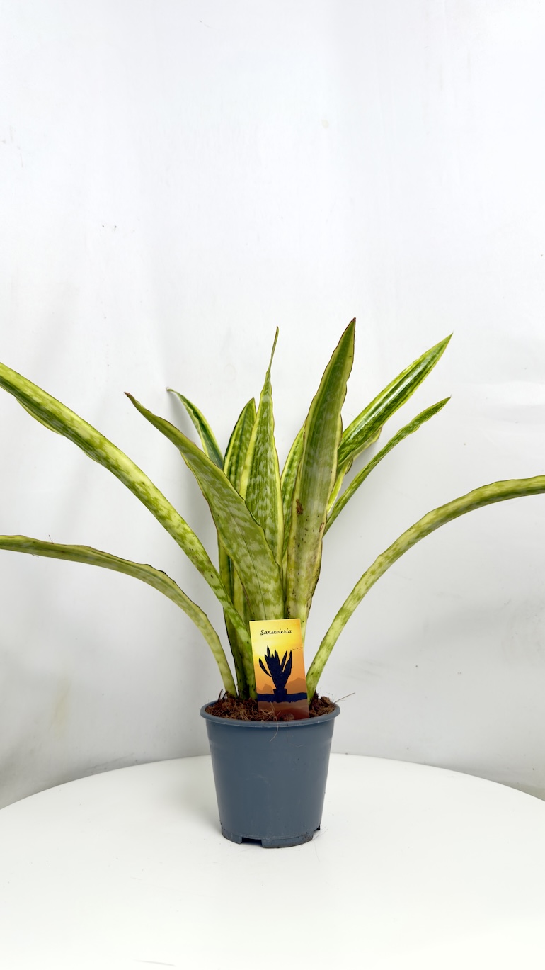 Sansevieria Aubrytiana Lauren