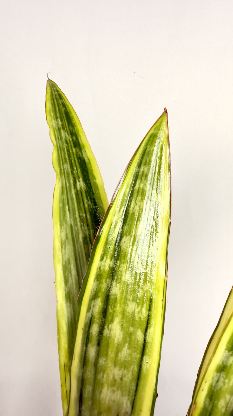 Sansevieria Aubrytiana Lauren