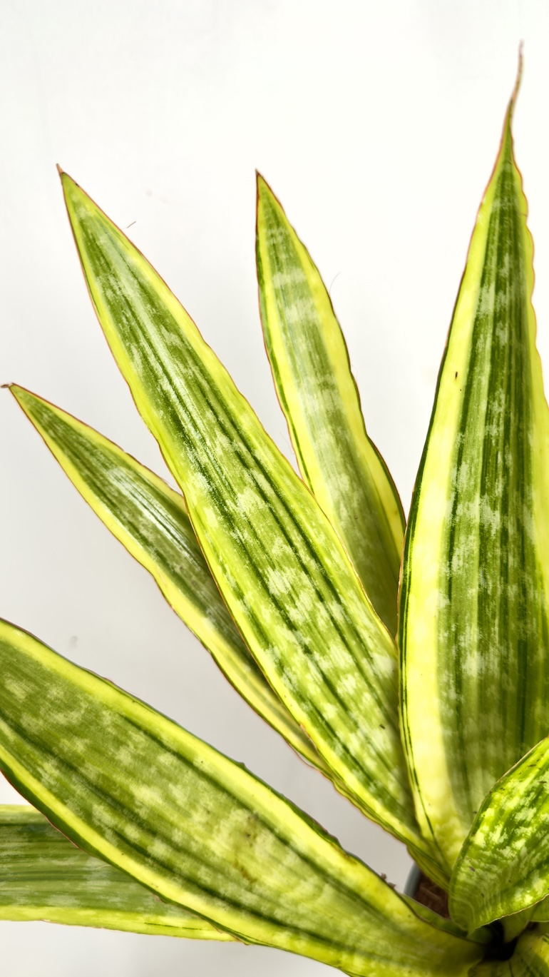 Sansevieria Aubrytiana Lauren