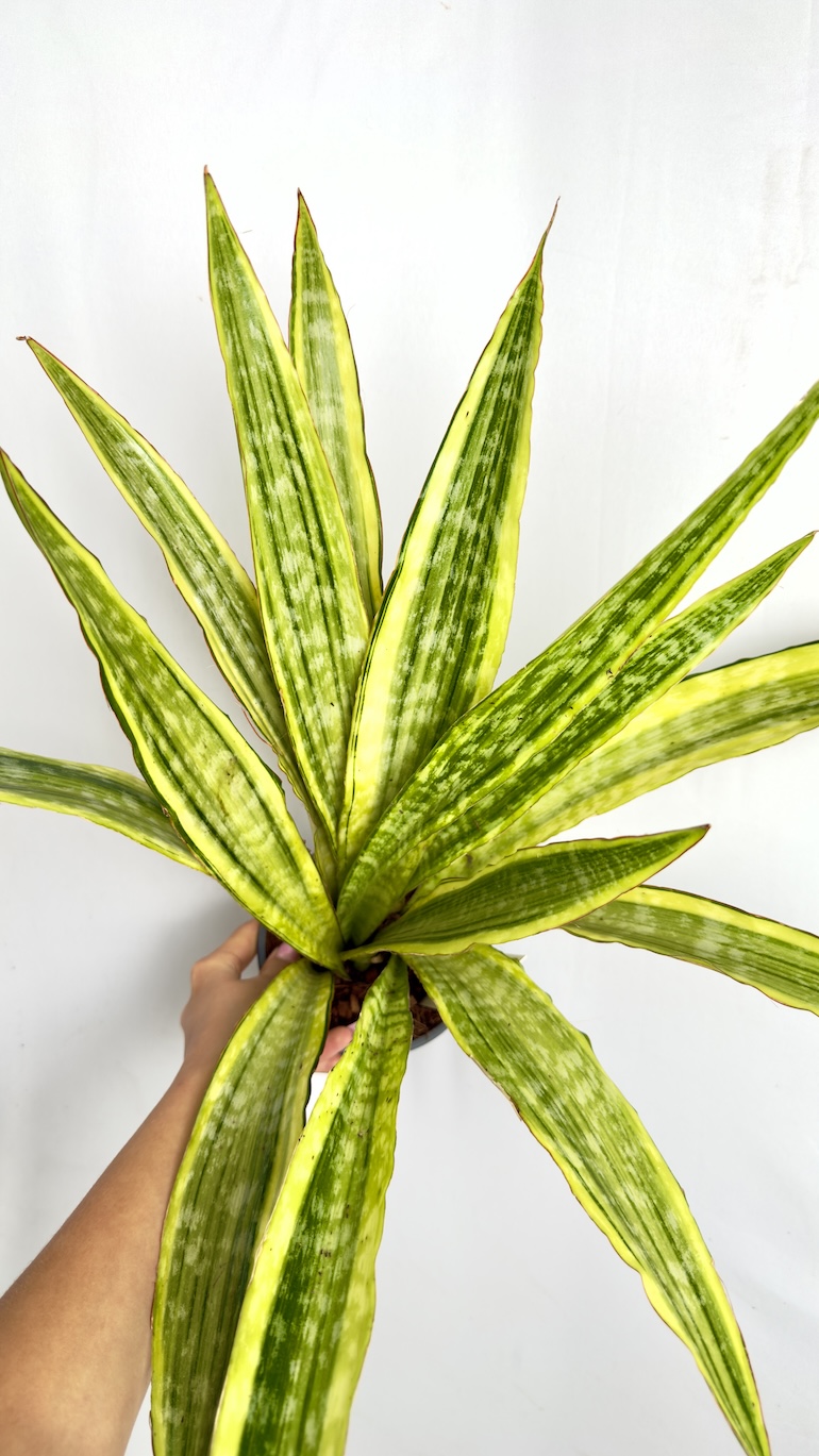 Sansevieria Aubrytiana Lauren