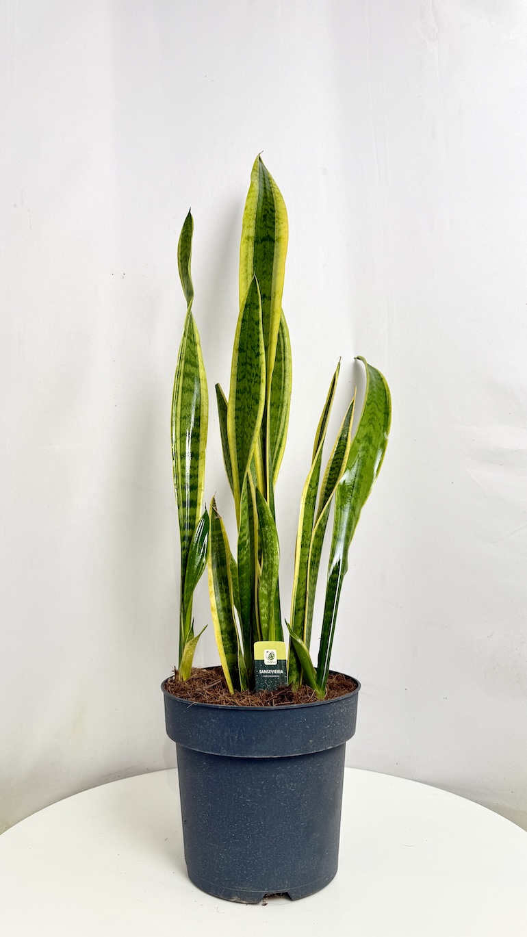 Sansevieria trifasciata Laurentii