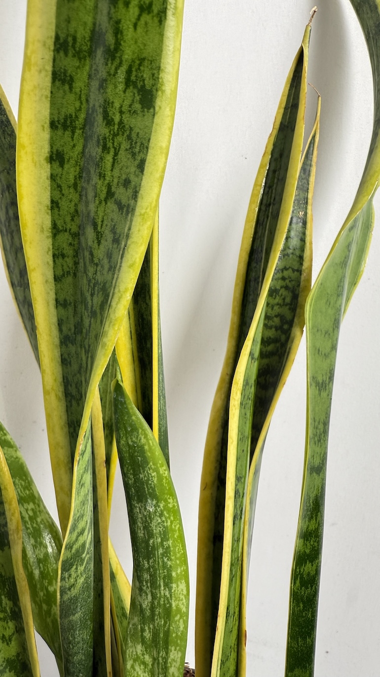 Sansevieria trifasciata Laurentii