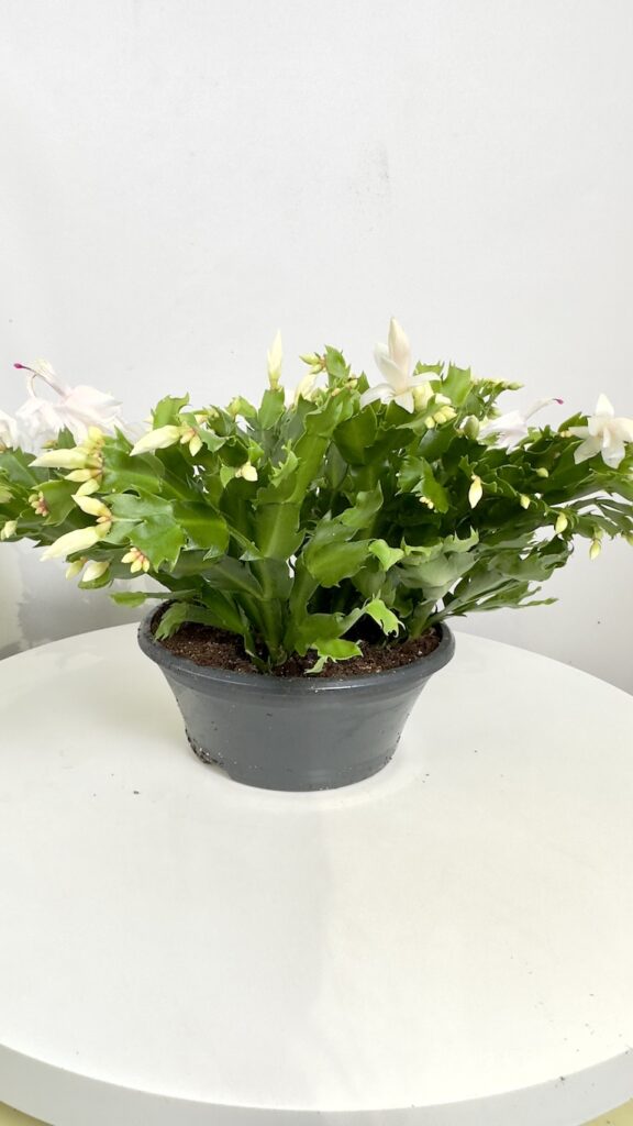 Schlumbergera Białe kwiaty