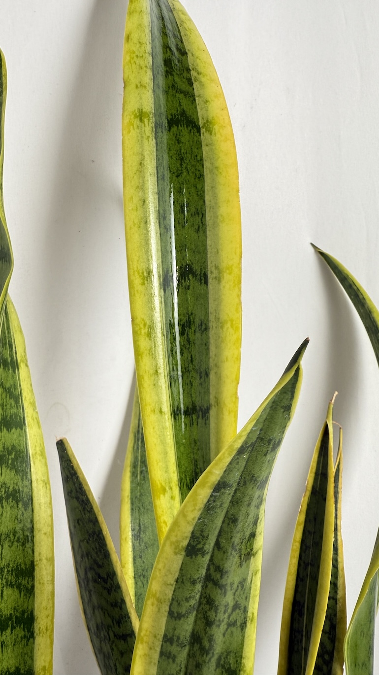 Sansevieria trifasciata Laurentii