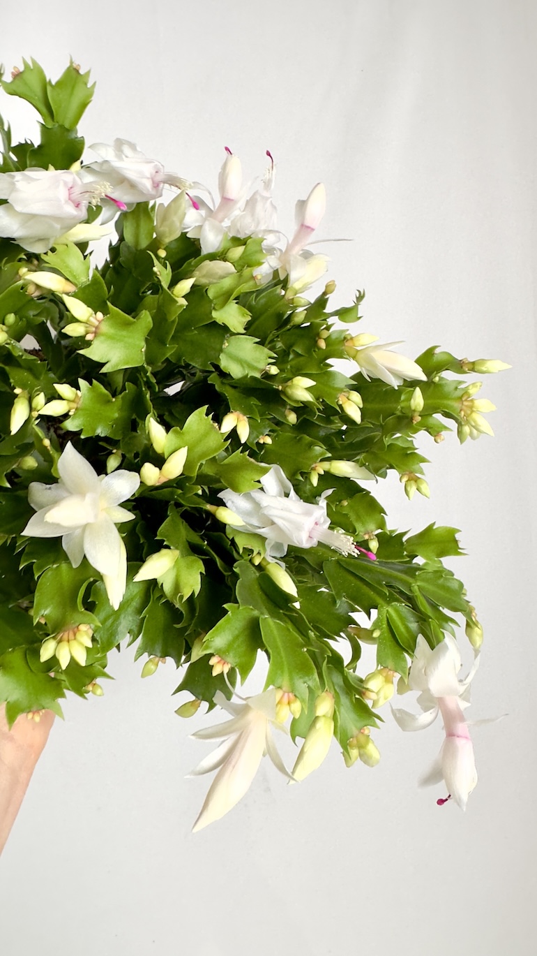 Schlumbergera Białe kwiaty