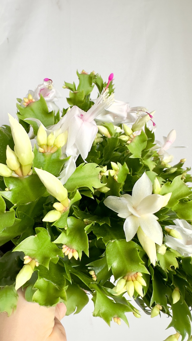 Schlumbergera Białe kwiaty