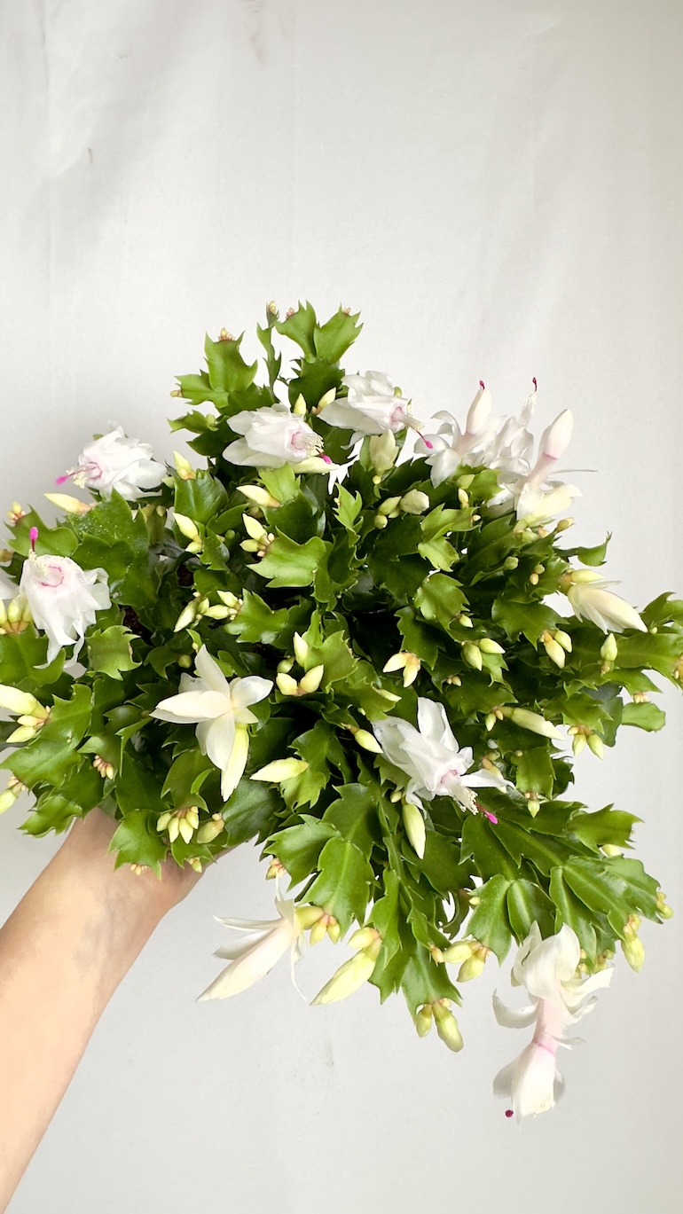 Schlumbergera Białe kwiaty