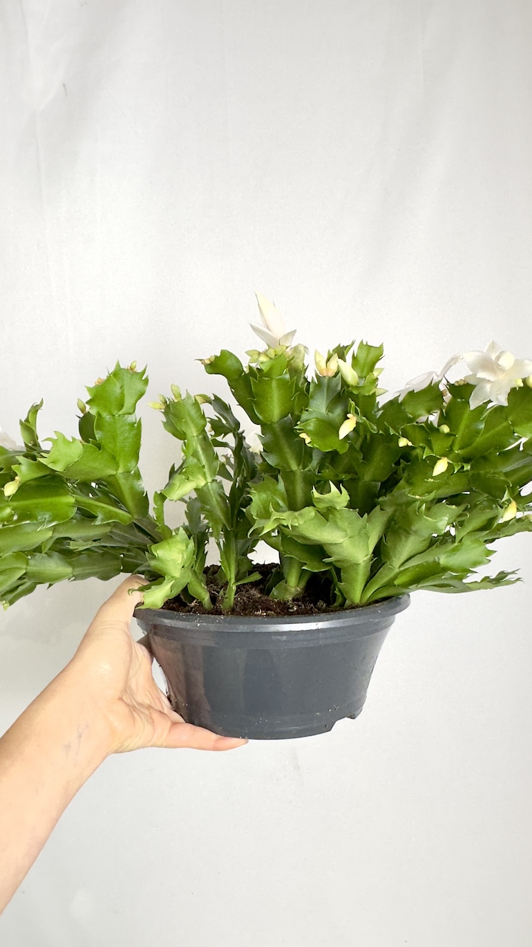Schlumbergera Białe kwiaty