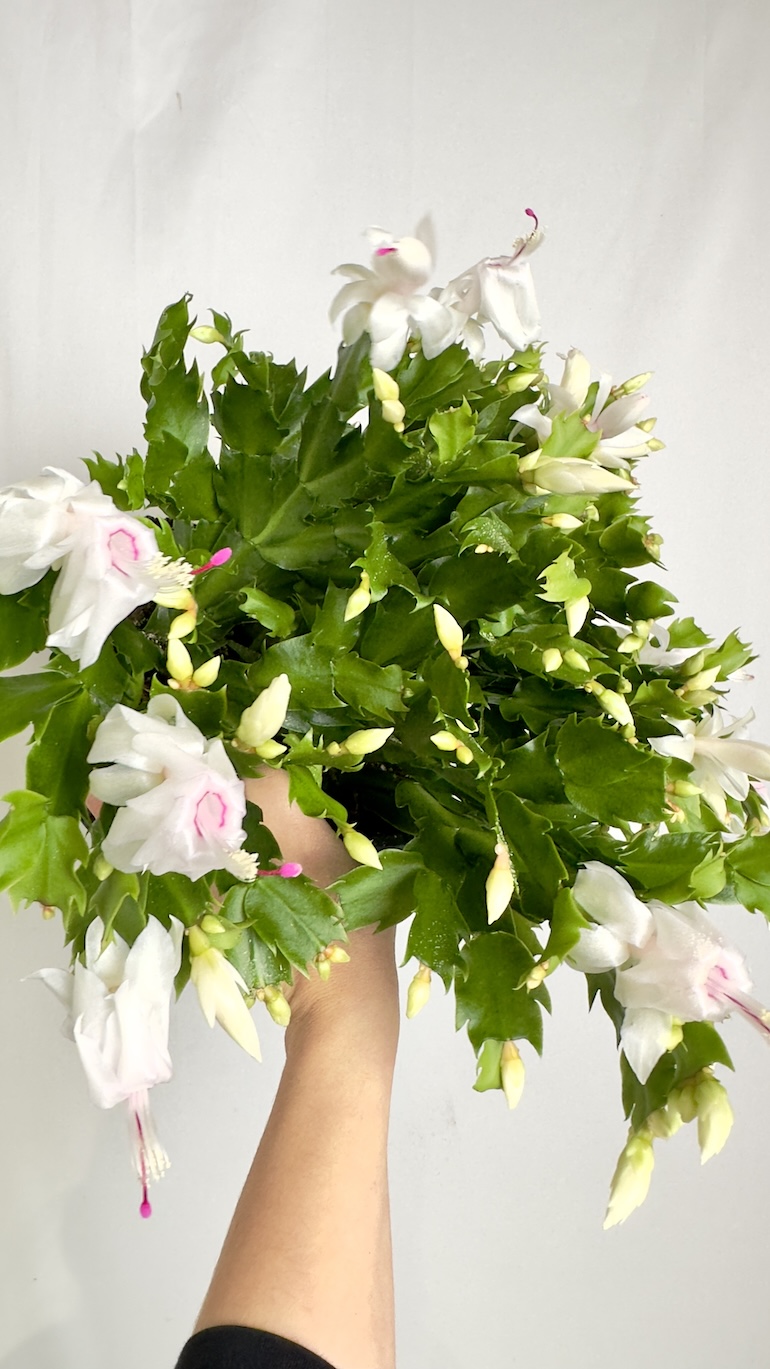 Schlumbergera Białe kwiaty