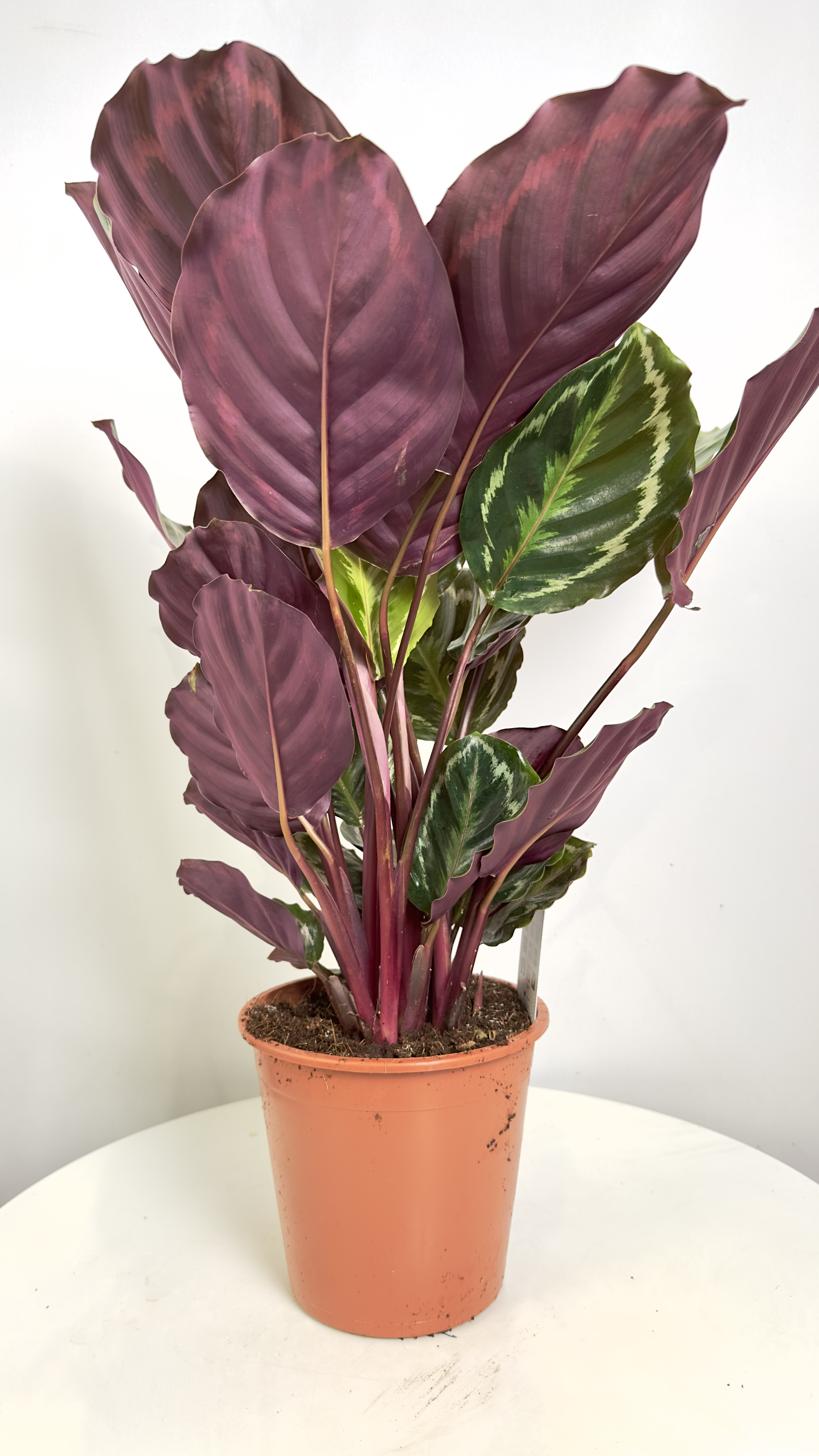 Calathea Medallion