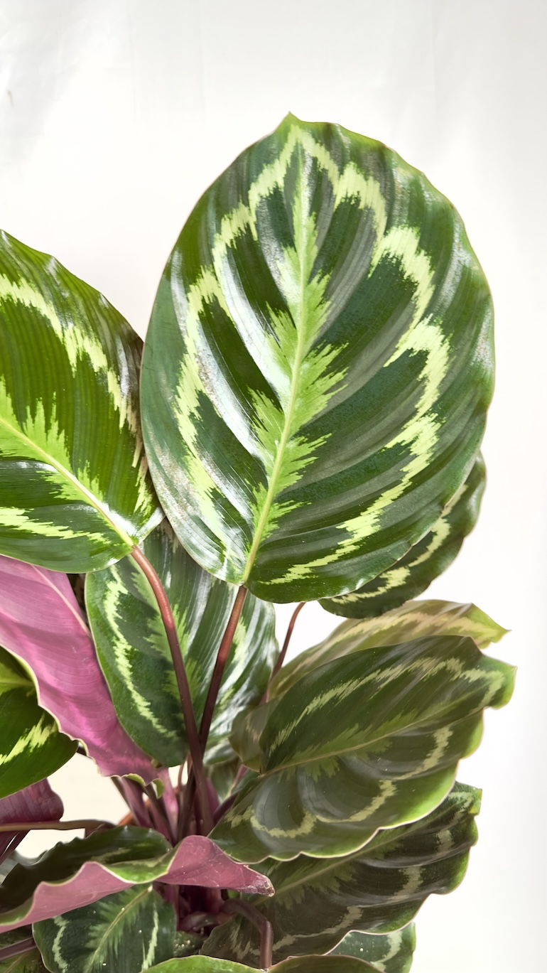 Calathea Medallion