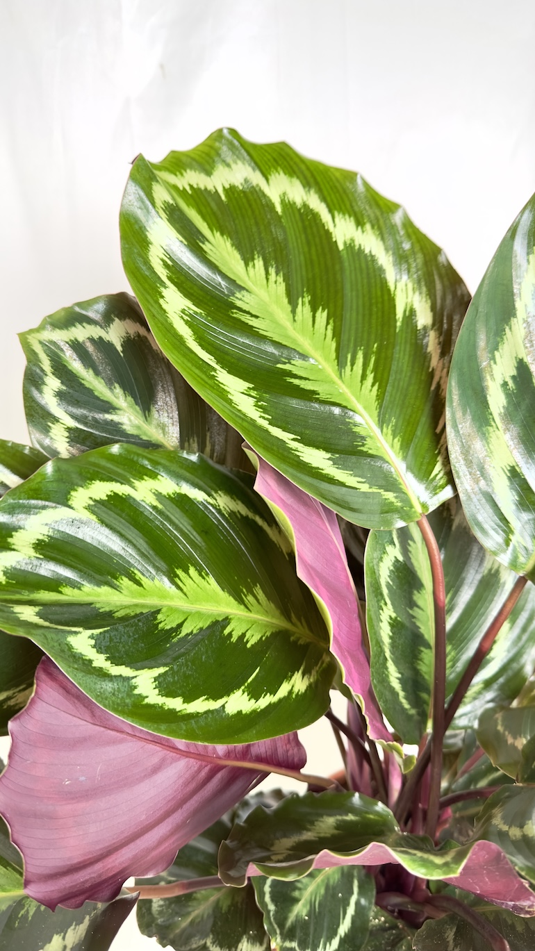 Calathea Medallion