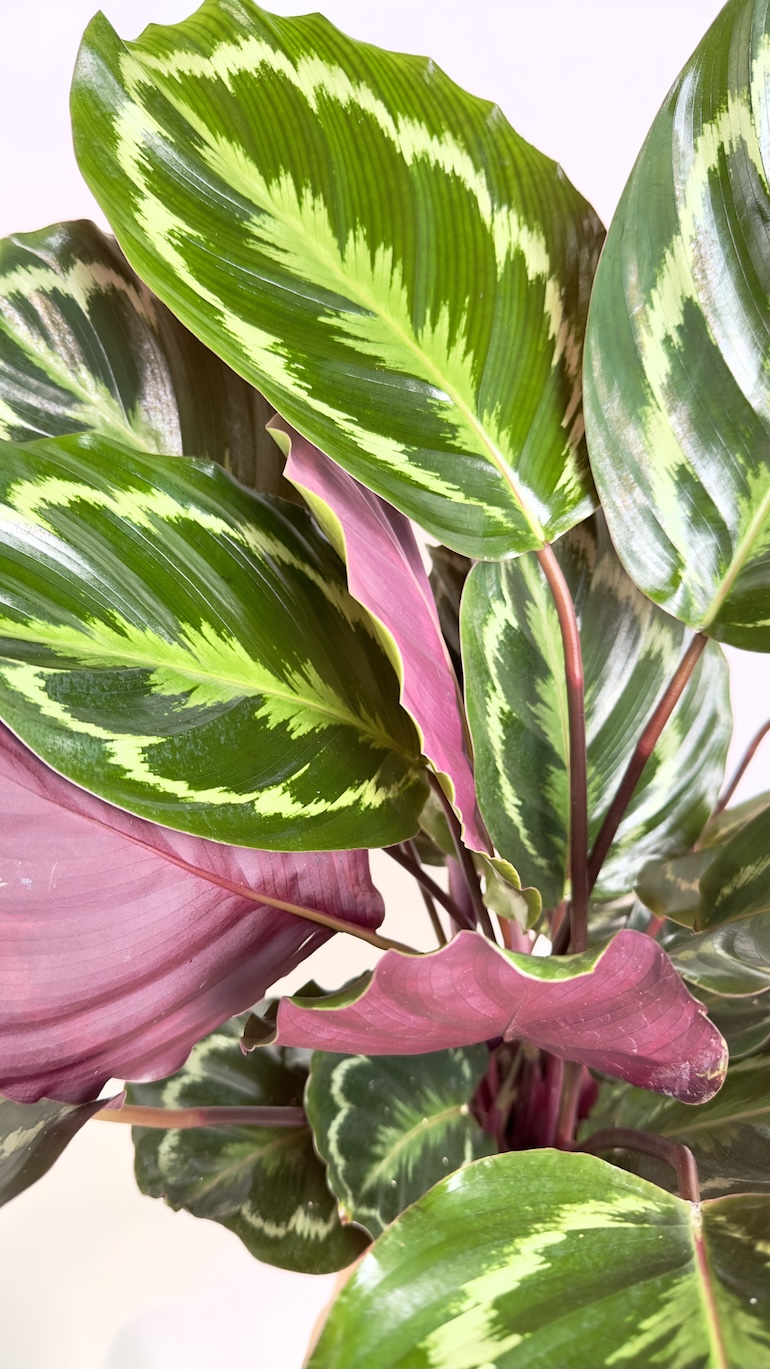 Calathea Medallion