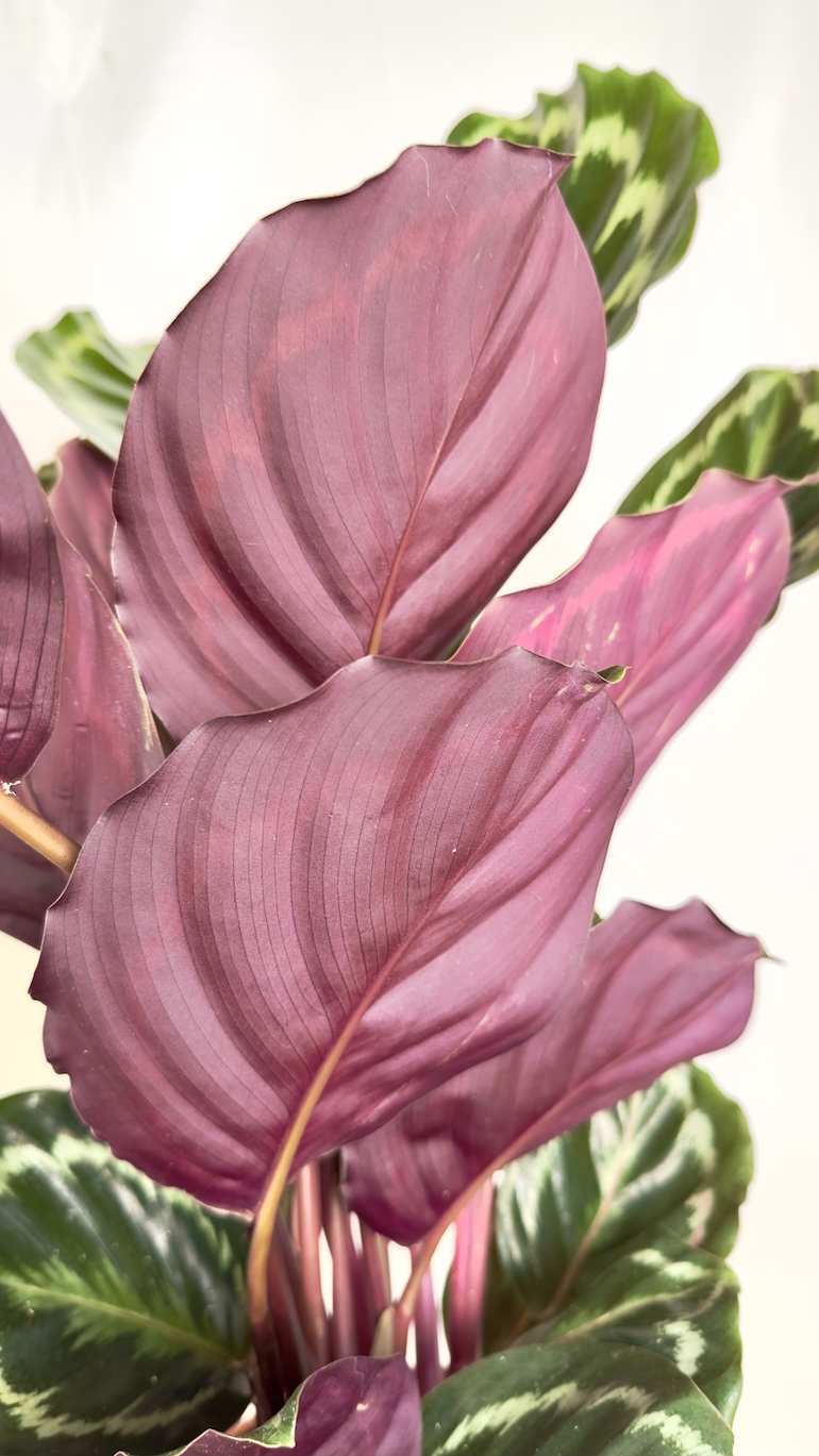 Calathea Medallion