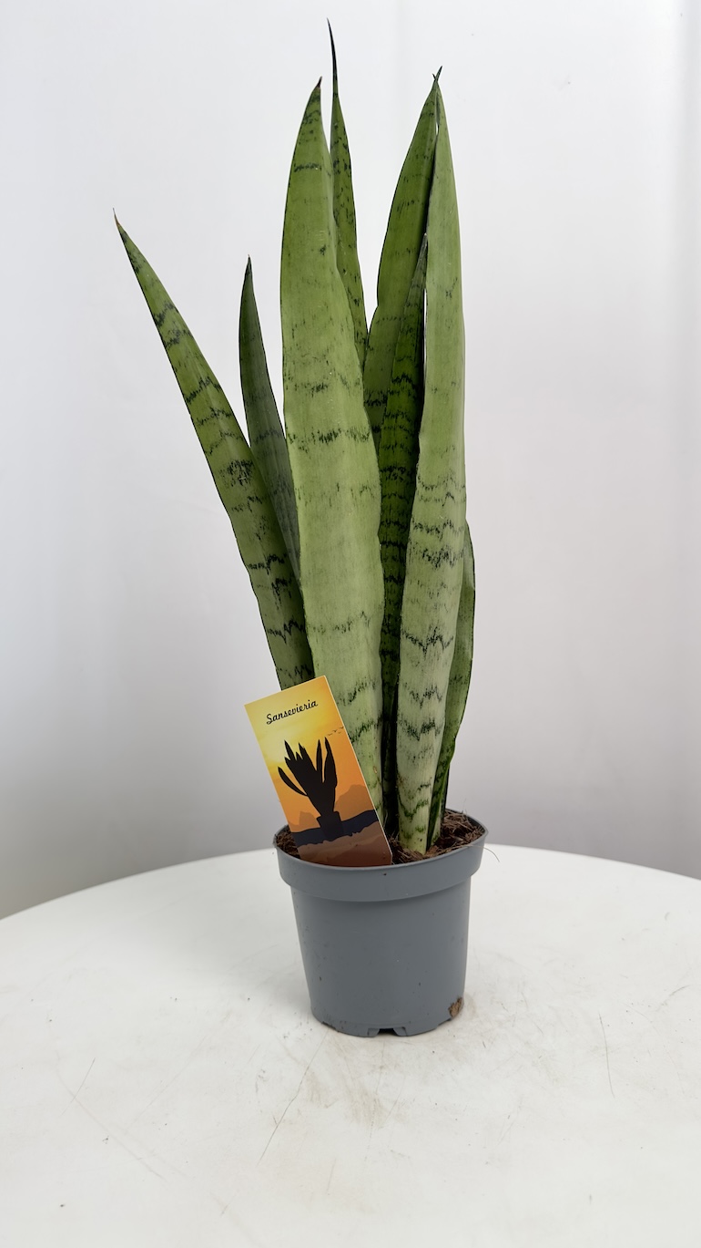 Sansevieria Spearmint